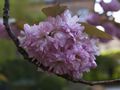 Prunus serrulata Shiro-fugen-1 Wiśnia piłkowana